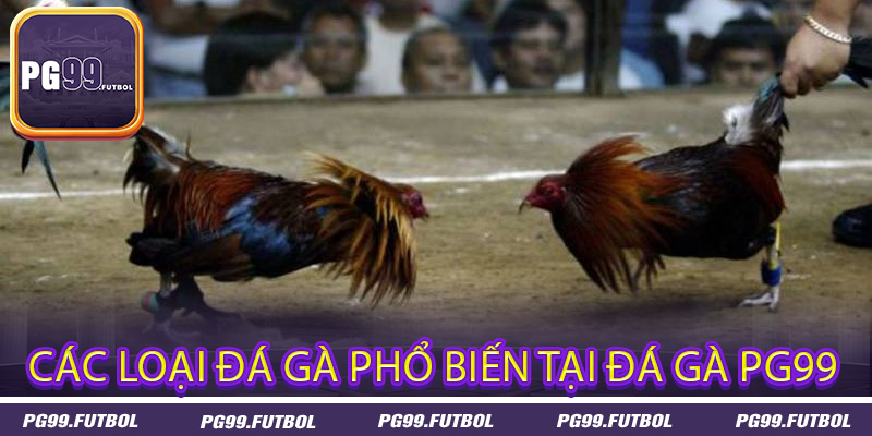 Các loại đá gà phổ biến tại đá gà PG99