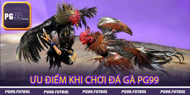 Ưu điểm khi chơi đá gà PG99